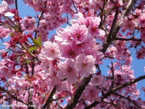 桜便り & 桜色のアイシングクッキー