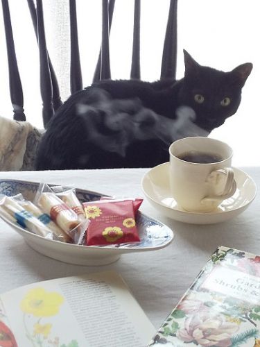 猫とおやつ♪ 昔から大好きなクッキー