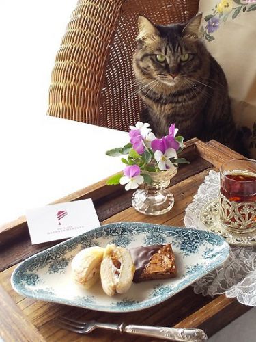 猫とおやつ♪ ポワンとフロランタン