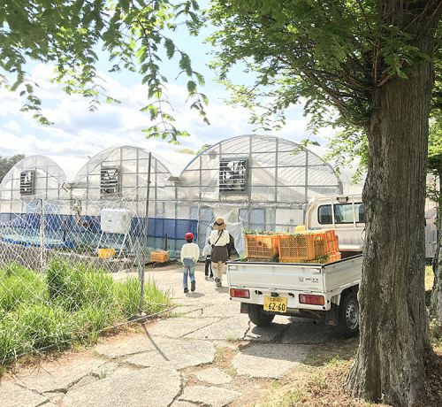 平田観光農園 コロナと混雑回避しながらイチゴ狩り食べ放題ができるよ インスタ映えするパフェも 広島県三次市上田町